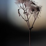 Waldrebe  (1)
