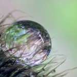 Mohnblüte mit einem Wassertropfen Mohnblüte mit einem Wassertropfen