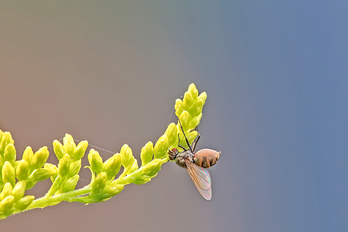 Fliege