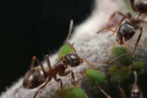 Ameise (5)
