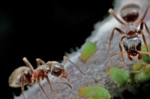 Ameise (6)
