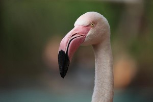 Flamingo-(10)