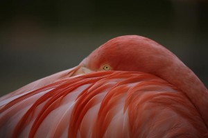 Flamingo-(11)
