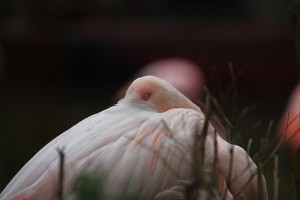 Flamingo-(4)