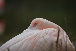 Flamingo-(5)