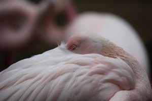 Flamingo-(6)