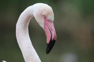 Flamingo-(7)