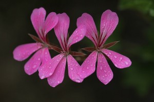 Geranie (2)