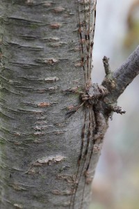 Dicranopalpus ramosus  (1)