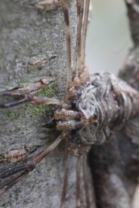 Dicranopalpus ramosus  (2)