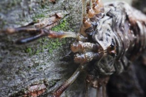 Dicranopalpus ramosus  (3)