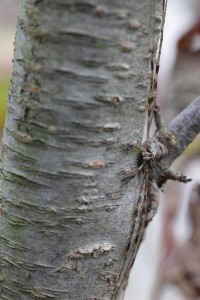 Dicranopalpus ramosus  (4)