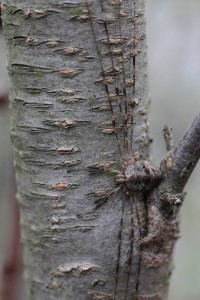 Dicranopalpus ramosus  (5)