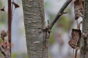 Dicranopalpus ramosus  (6)