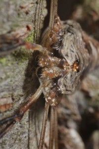 Dicranopalpus ramosus  (7)