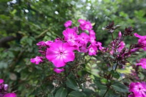 Parc de Claude Monet (1)