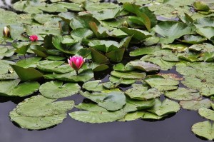 Parc de Claude Monet (13)