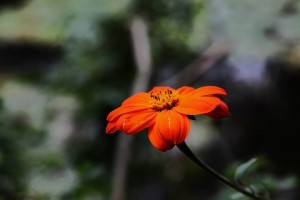 Parc de Claude Monet (14)