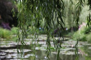Parc de Claude Monet (16)
