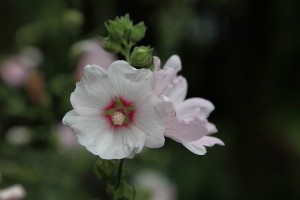 Parc de Claude Monet (18)