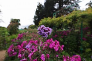 Parc de Claude Monet (2)