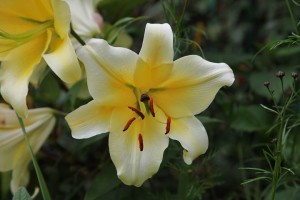 Parc de Claude Monet (22)