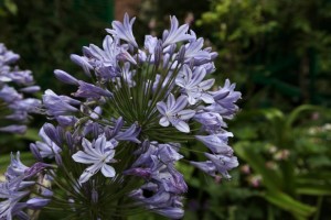 Parc de Claude Monet (23)