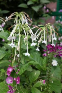 Parc de Claude Monet (24)