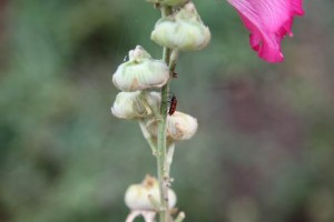 Parc de Claude Monet (25)