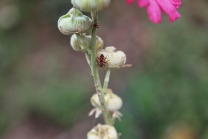 Parc de Claude Monet (26)