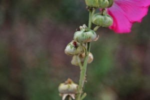 Parc de Claude Monet (27)