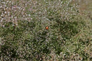 Parc de Claude Monet (28)
