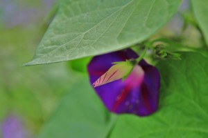 Parc de Claude Monet (29)