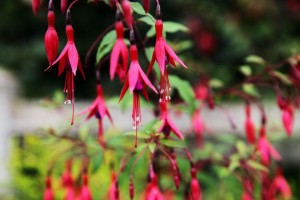 Parc de Claude Monet (30)