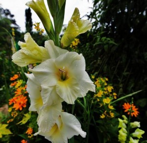 Parc de Claude Monet (4)