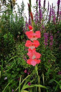 Parc de Claude Monet (8)