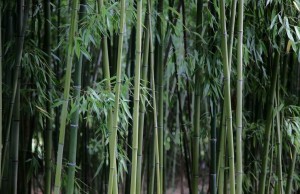 Parc de Claude Monet (9)