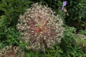 Parc des Mountiers (1)