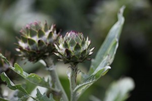 Parc des Mountiers (2)