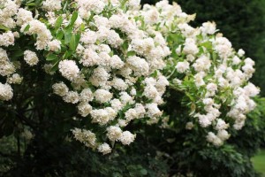 Parc des Mountiers (3)