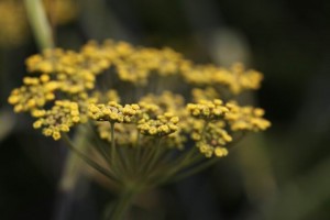 Parc des Mountiers (5)