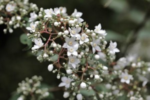 Parc des Mountiers (6)