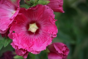 Parc des Moutiers (1)