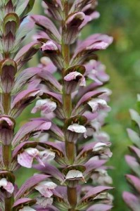 Parc des Moutiers (1)