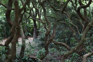 Parc des Moutiers (1)