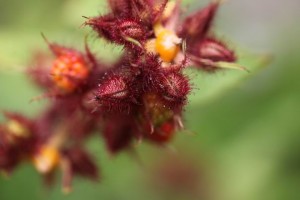 Parc des Moutiers (2)