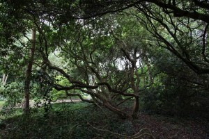 Parc des Moutiers (2)