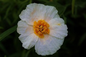 Parc des Moutiers (3)