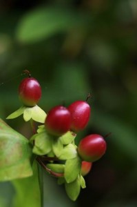 Parc des Moutiers (4)