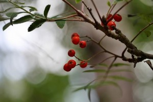 Parc des Moutiers (4)